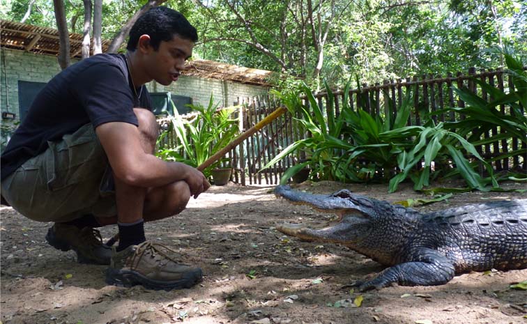 crocodile.jpg