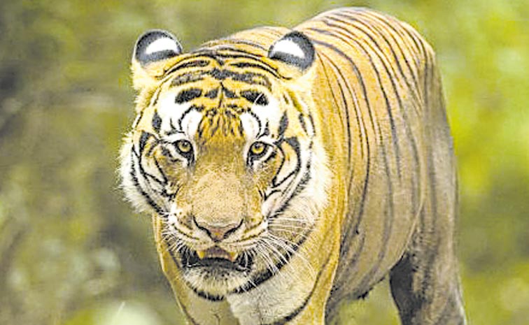 TIGER.jpg