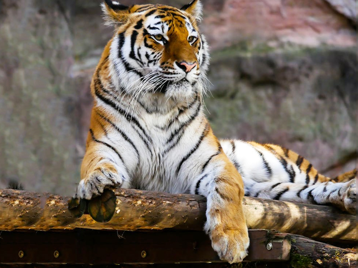 Tiger-1.jpg 1