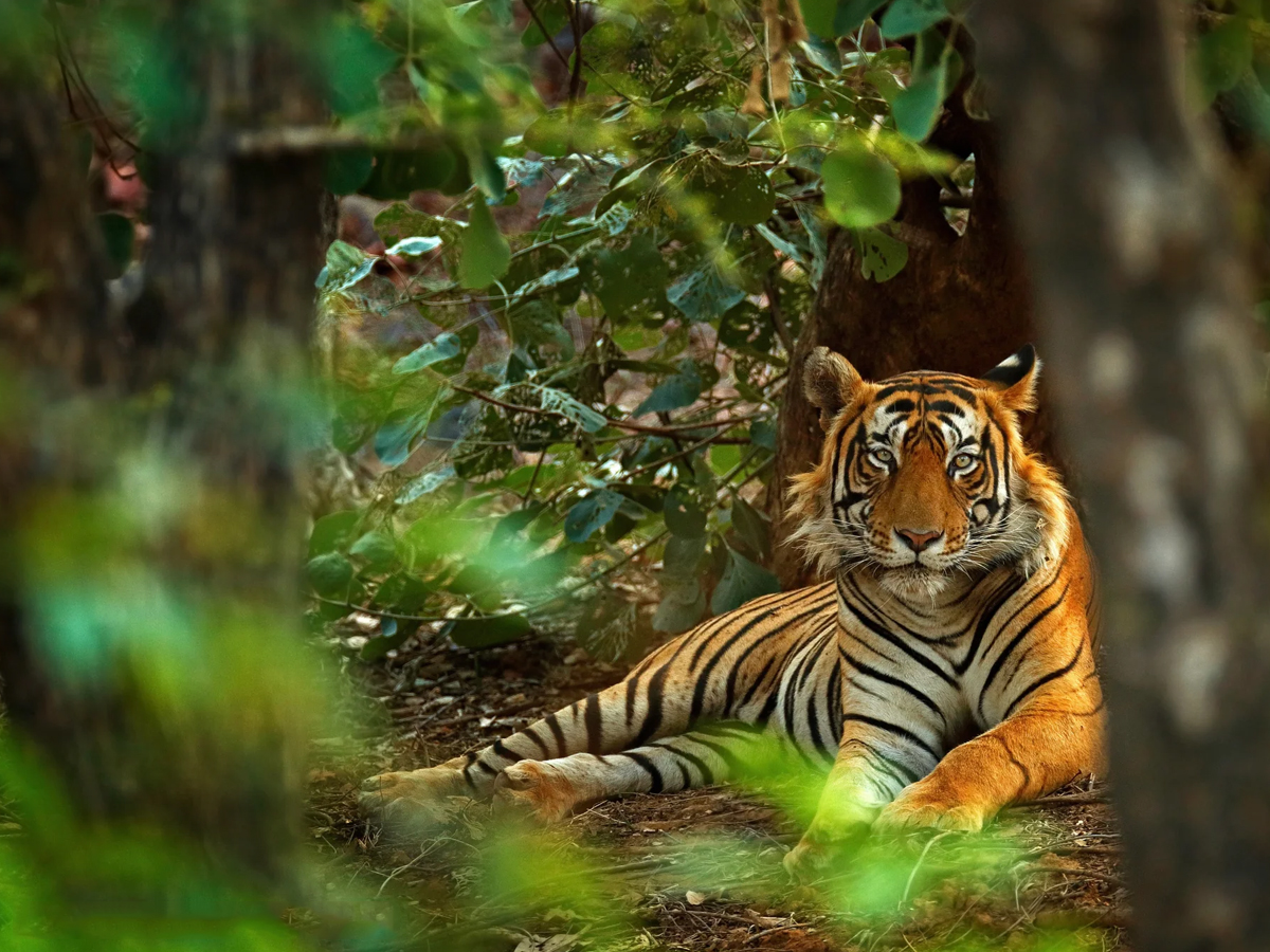Tiger-10.jpg 10