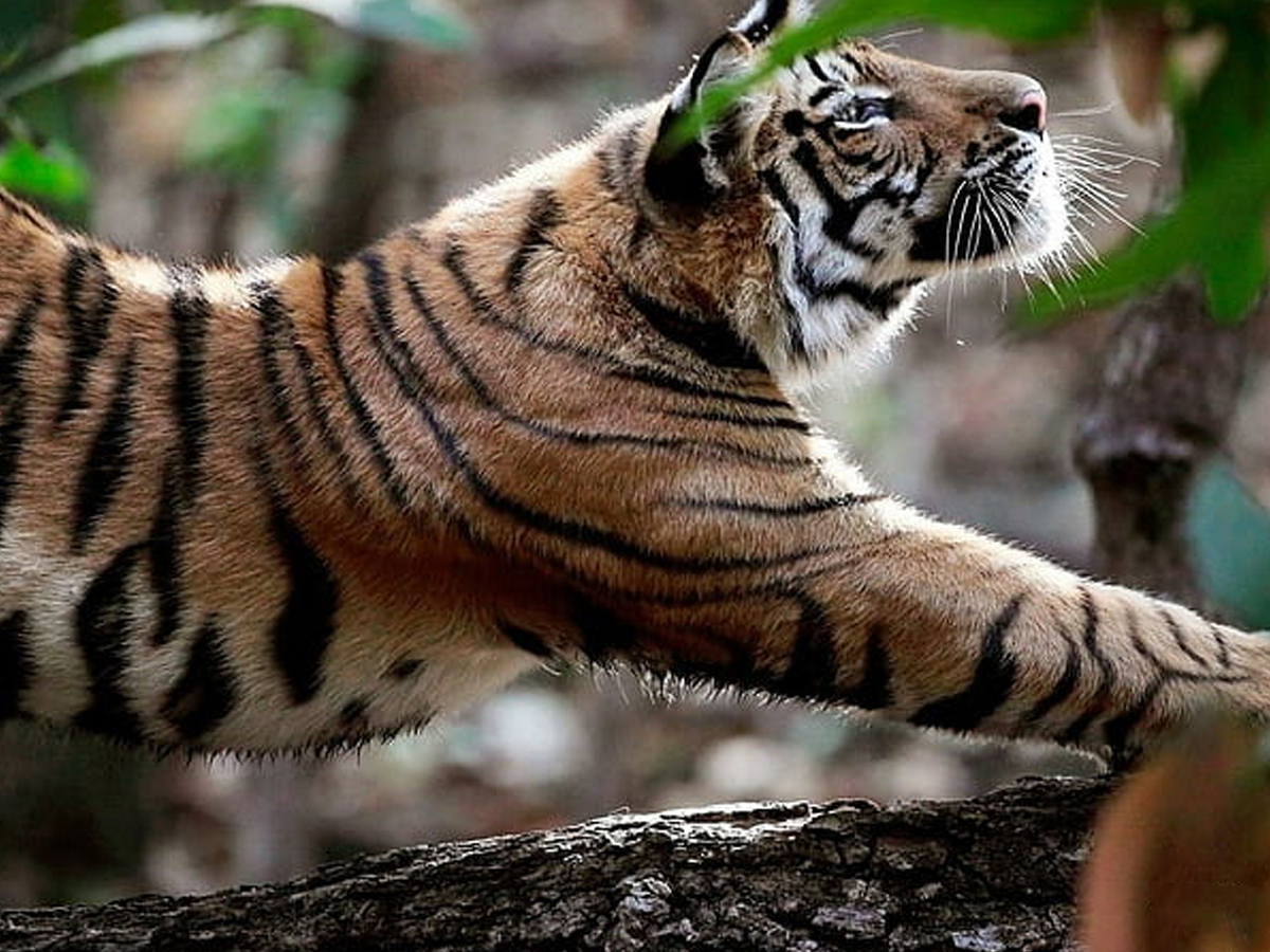 Tiger-13.jpg 13
