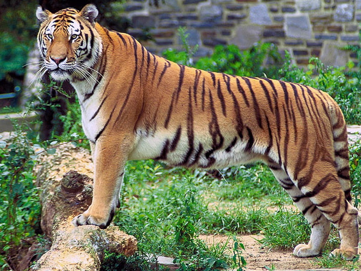 Tiger-14.jpg 14