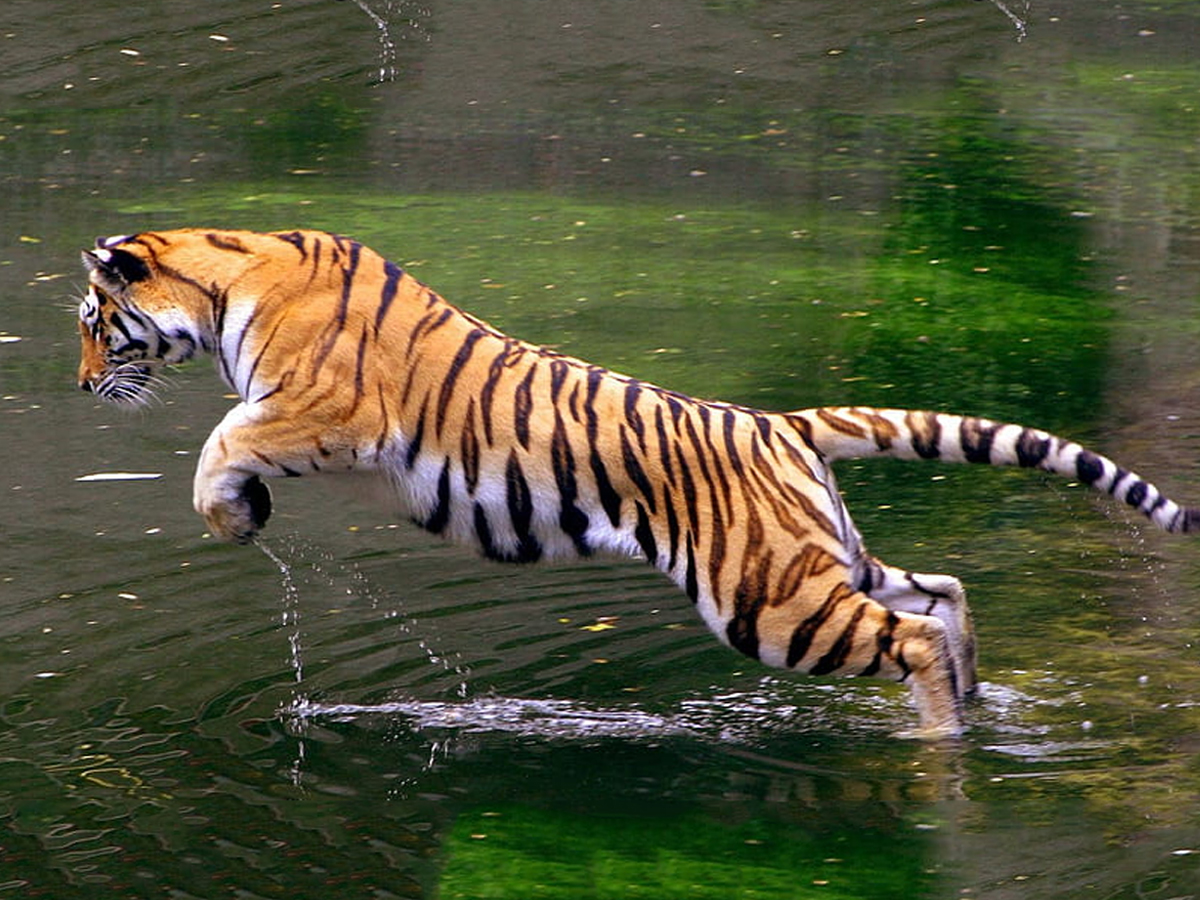 Tiger-15.jpg 15