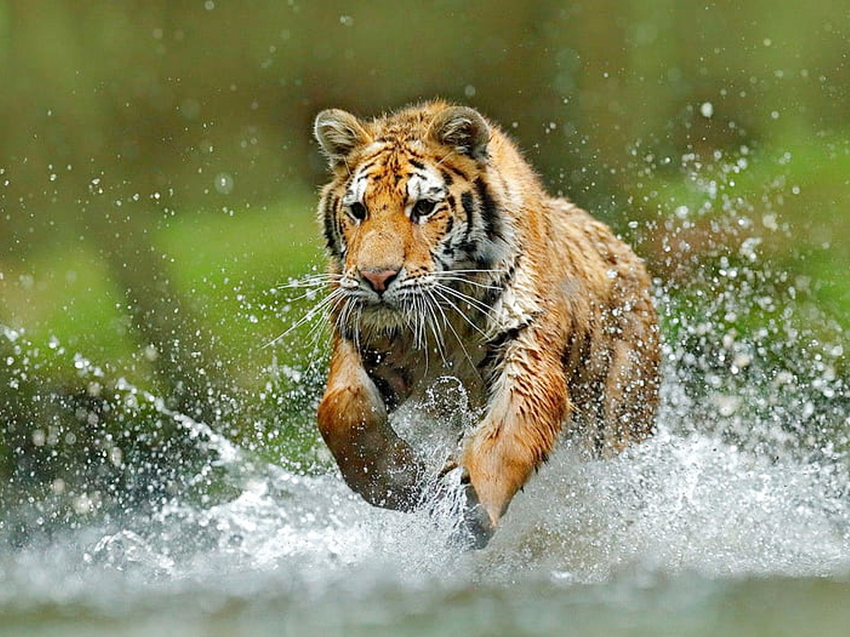 Tiger-16.jpg 16