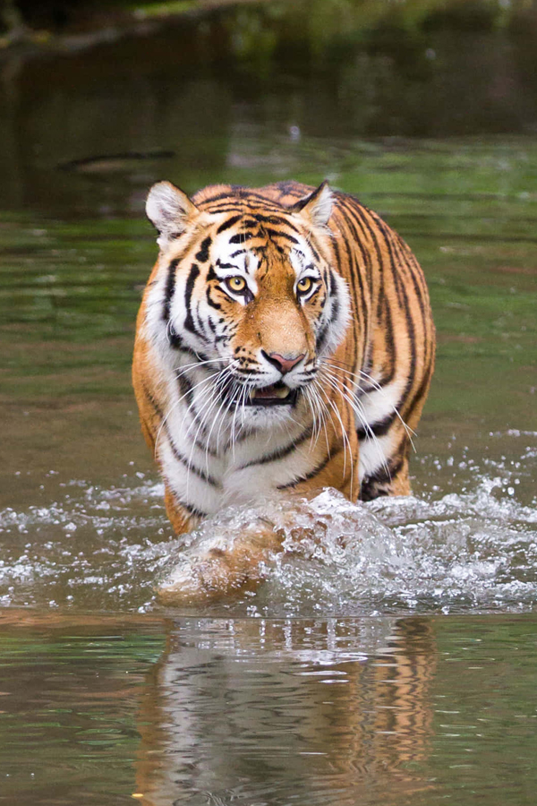 Tiger-17.jpg 17
