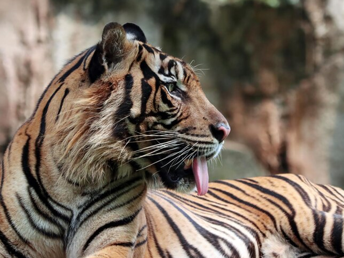 Tiger-18.jpg 18