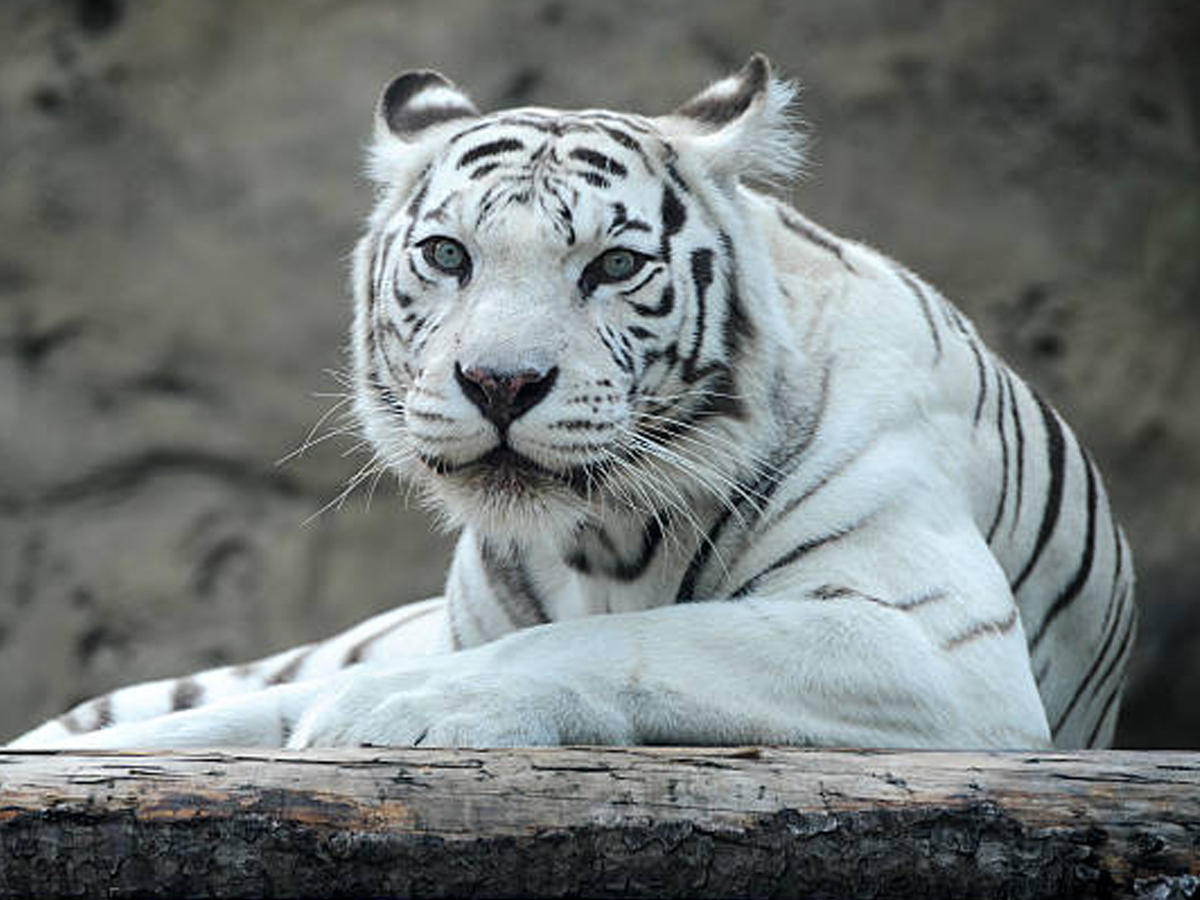 Tiger-19.jpg 19