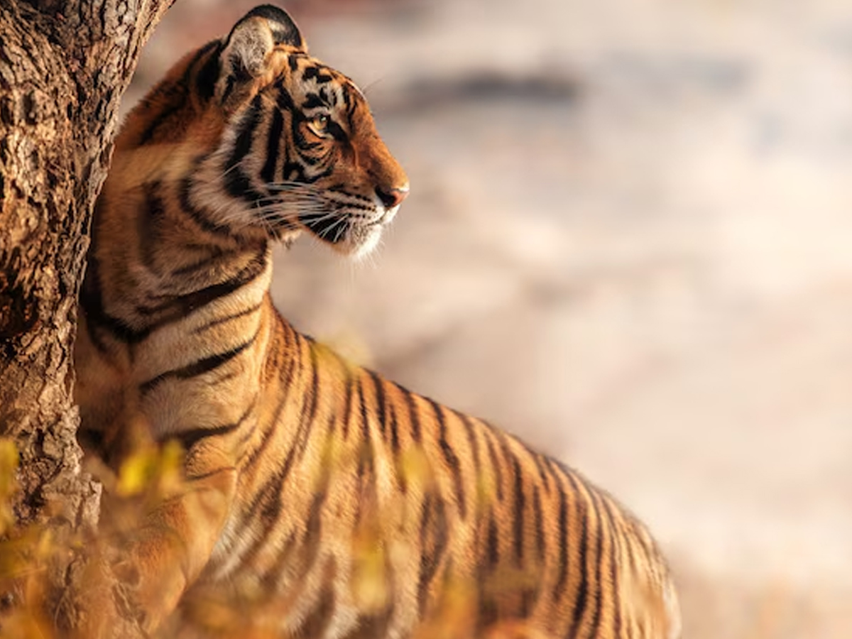 Tiger-2.jpg 2