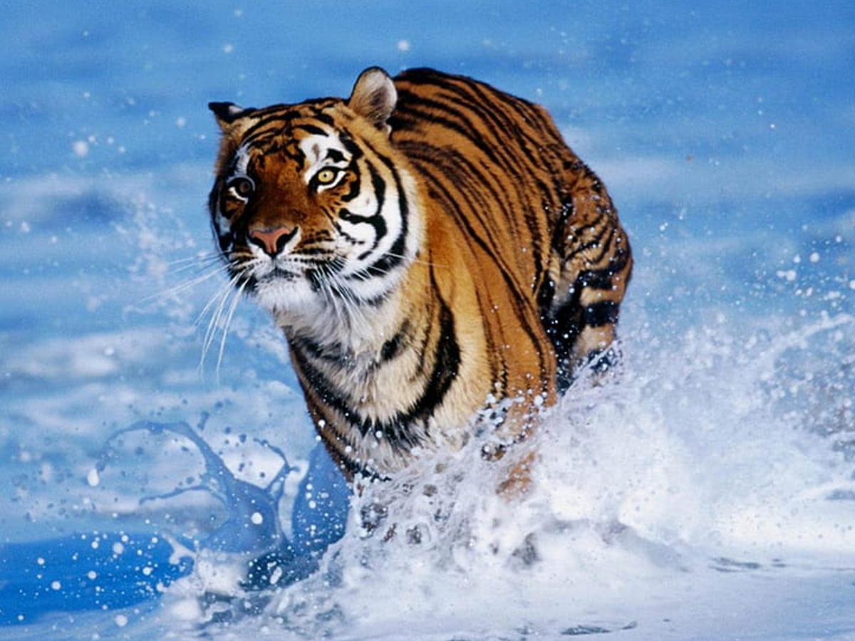 Tiger-21.jpg 21