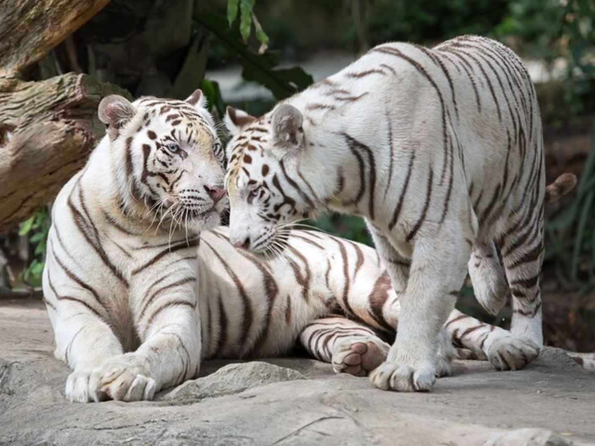 Tiger-4.jpg 4