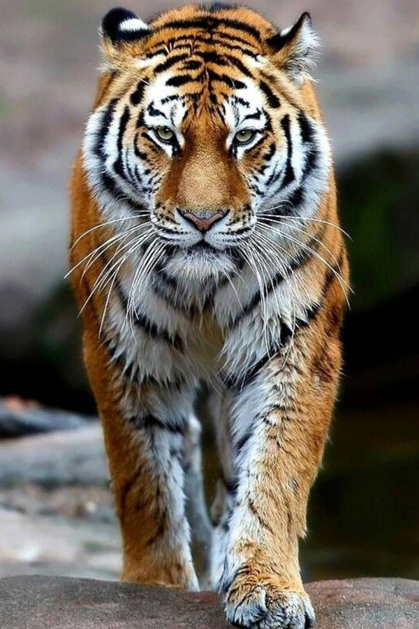 Tiger-6.jpg 6