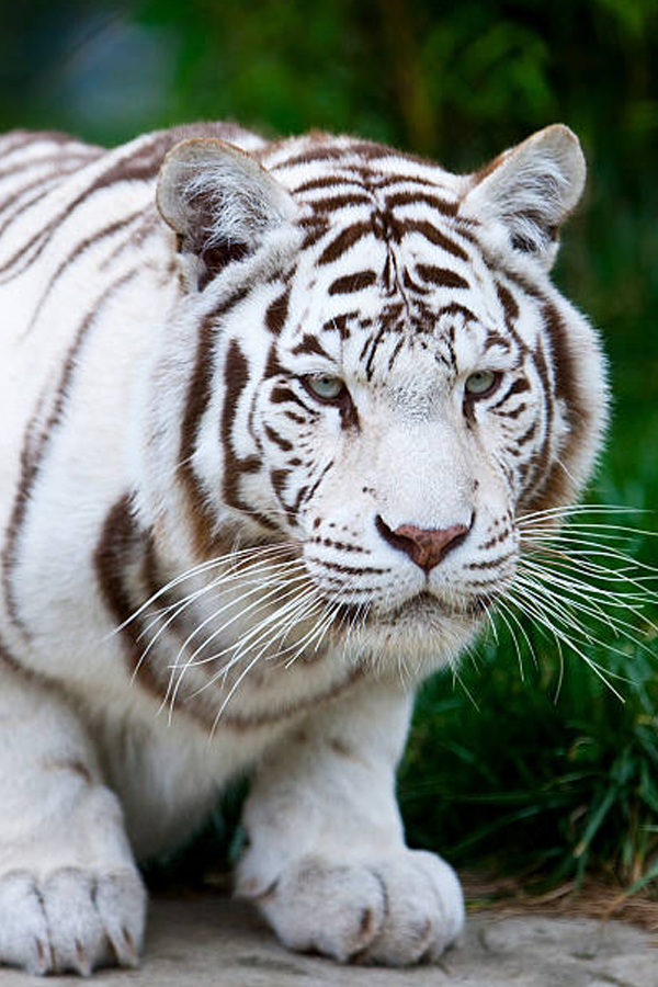 Tiger-7.jpg 7
