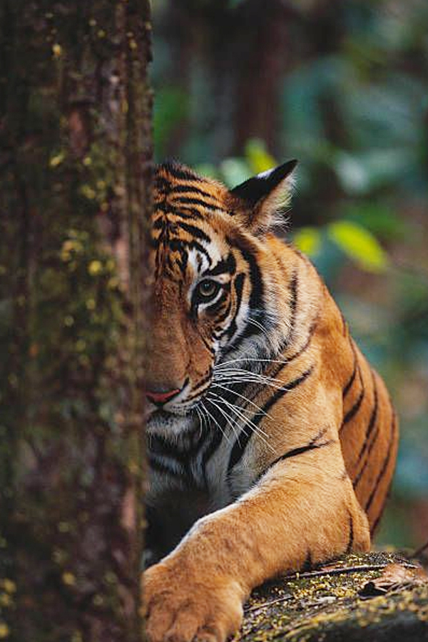Tiger-8.jpg 8