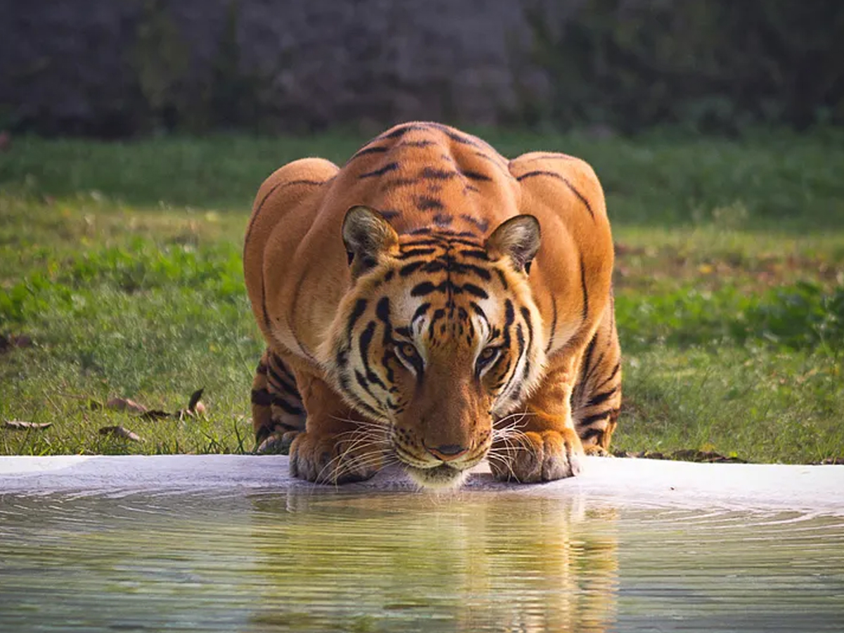 Tiger-9.jpg 9