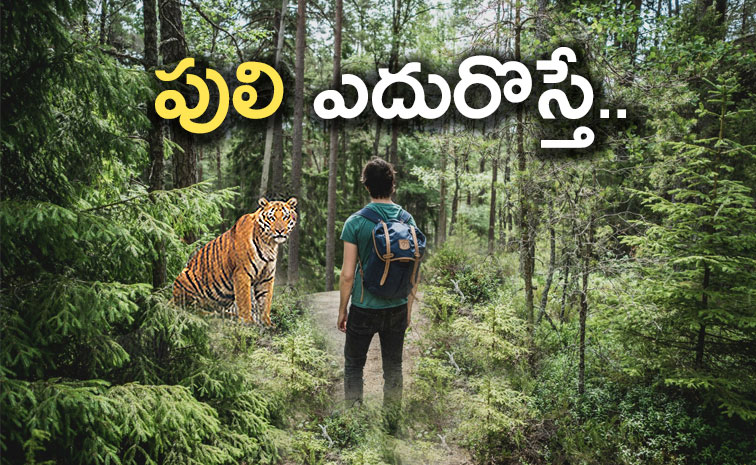 Tiger-vs-Man.jpg