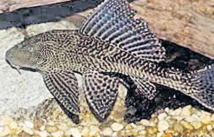 fish.jpg