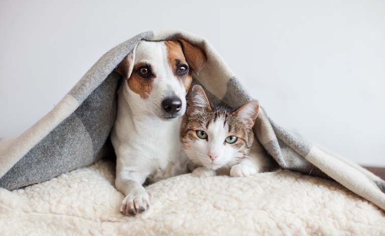 dogs.jpg