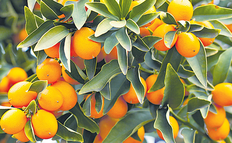 Kumquat-fruit.jpg