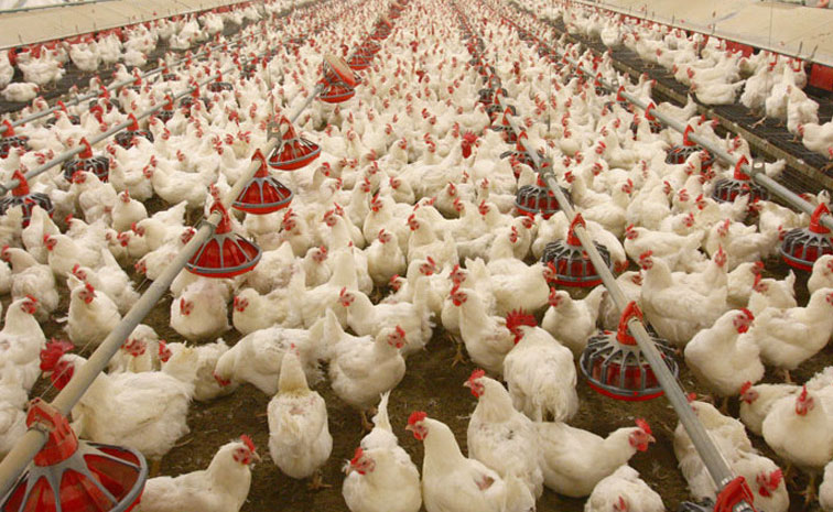 poultry-farm.jpg