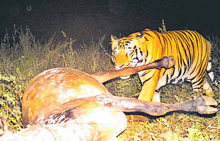 tiger.jpg