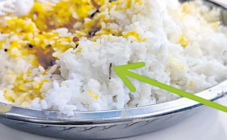 Midday-Meal-Insects.jpg