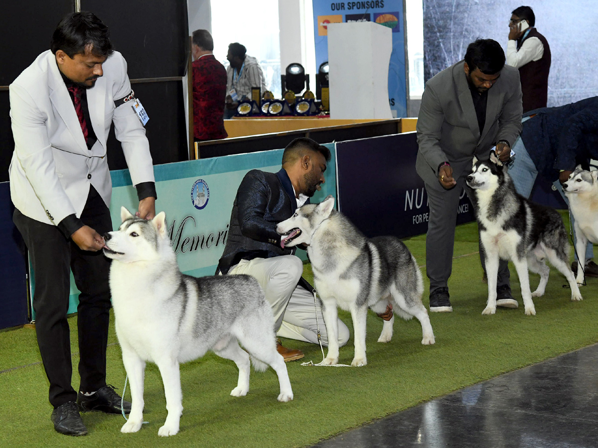 Pedigree_20Pro_20HyCan_2020_2024_20_20Grand_20Pet_20Show_20cats_20and_20dogs_20Photos_20_2817_29.jpg 18