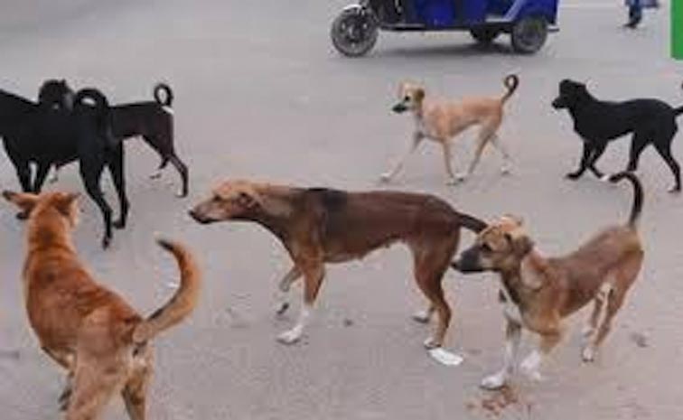 stray-dogs.jpg