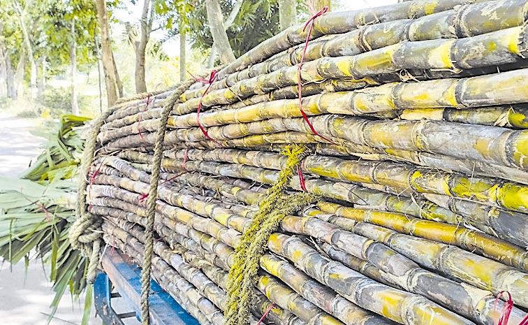 Sugarcane.jpg