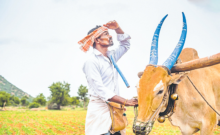 FARMER-1424167585.jpg