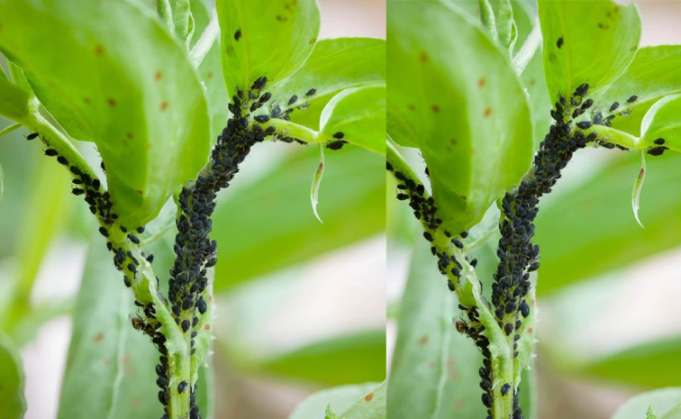 aphids.jpg