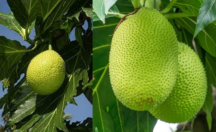 breadfruit.jpg
