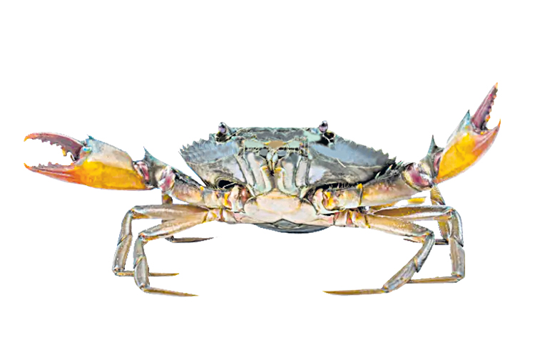 crab.jpg