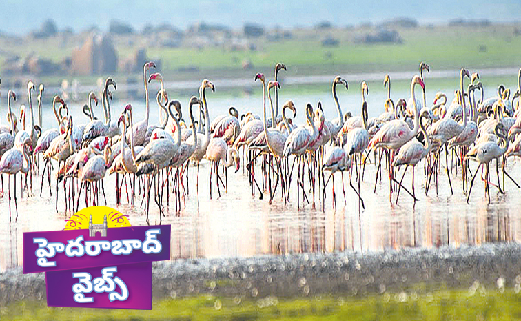HyderabadVibes_Rarebirds.jpg