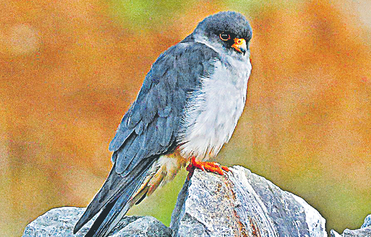 bird.jpg