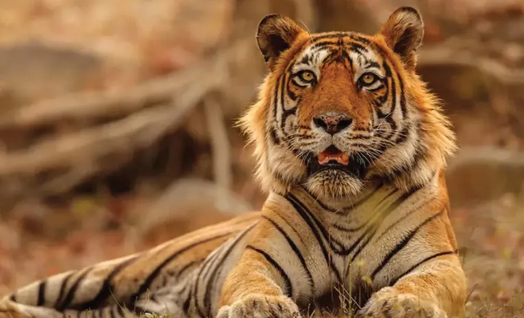 tiger.jpg
