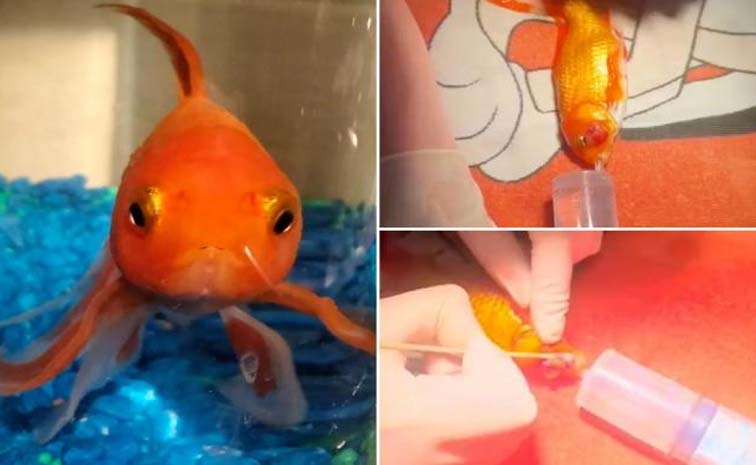 fish.jpg