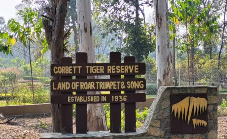forest.jpg
