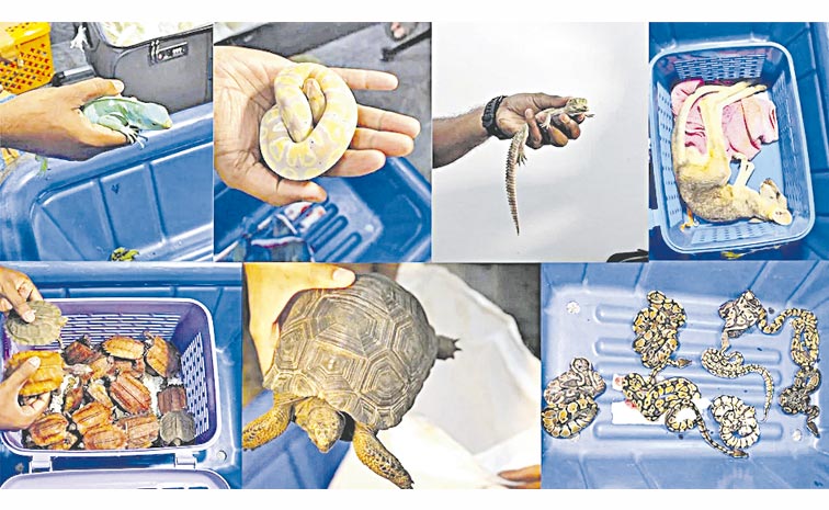 wildlife_20trafficking.jpg