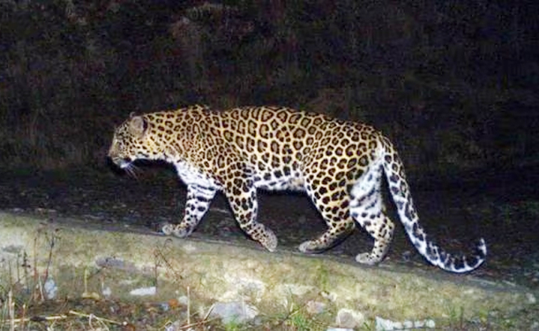leopord.jpg