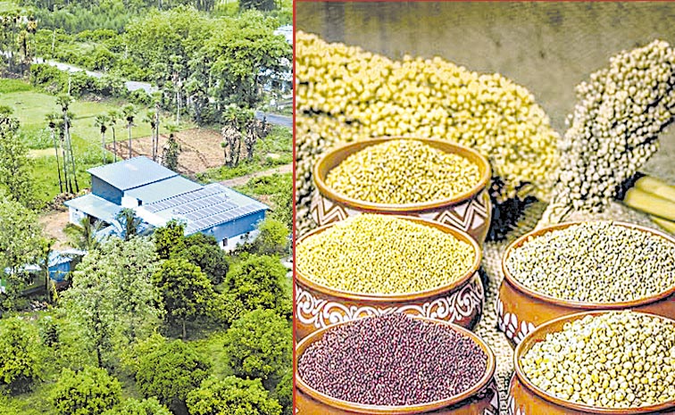 Millets-Pintrest.jpg