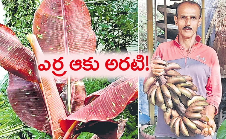 Red-Banana.jpg