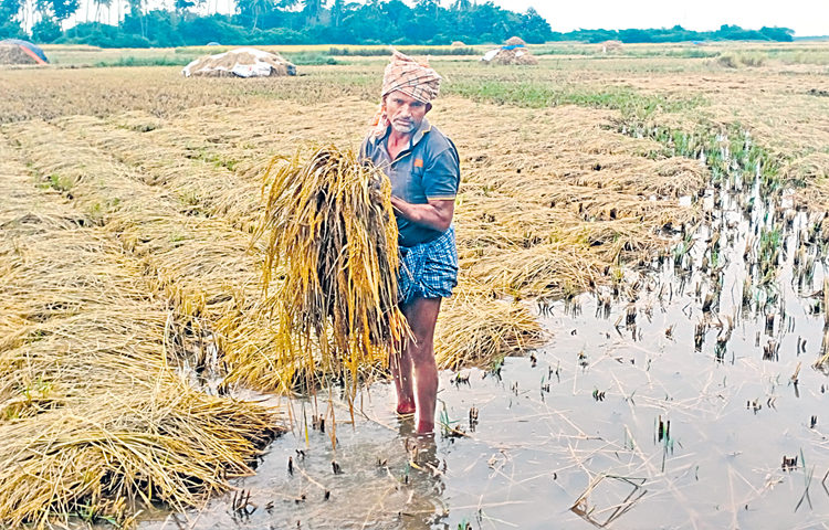 farmer.jpg