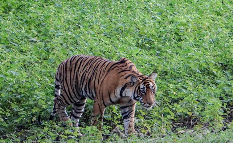 Tiger.jpg