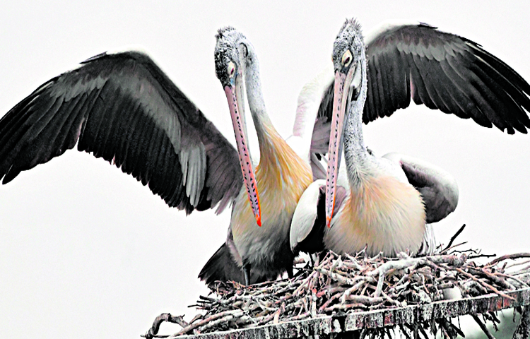 birds.jpg