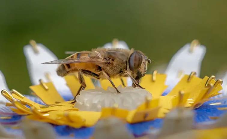 bee.jpg