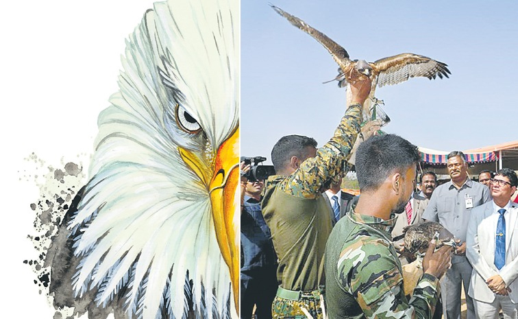 eagletg.jpg