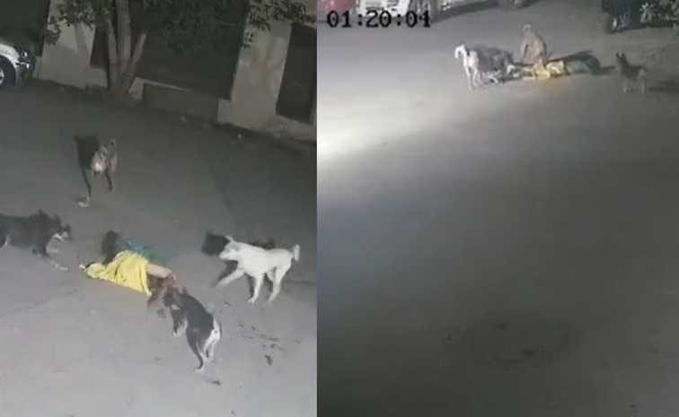 dogattack-Thane.jpg