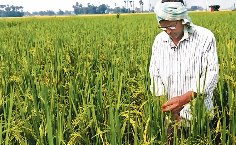 Harinath_organicfarming.jpg