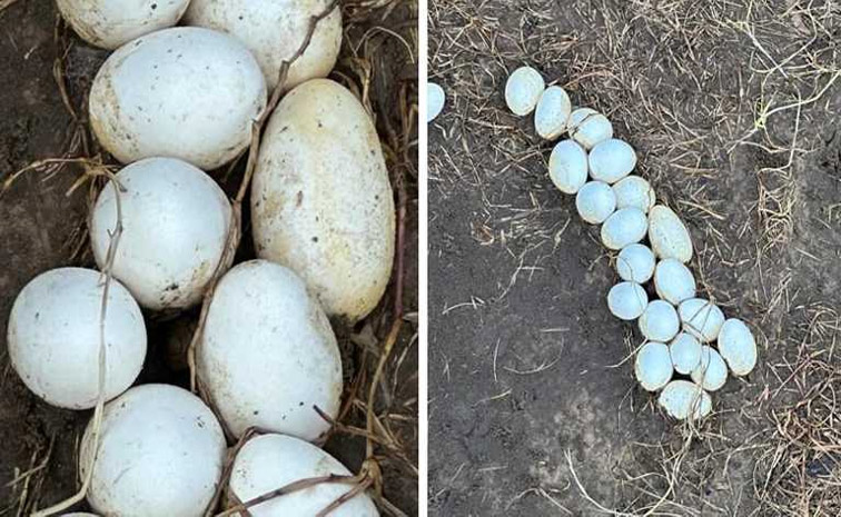 snake-egg.jpg