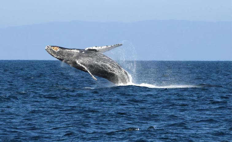 whale.jpg